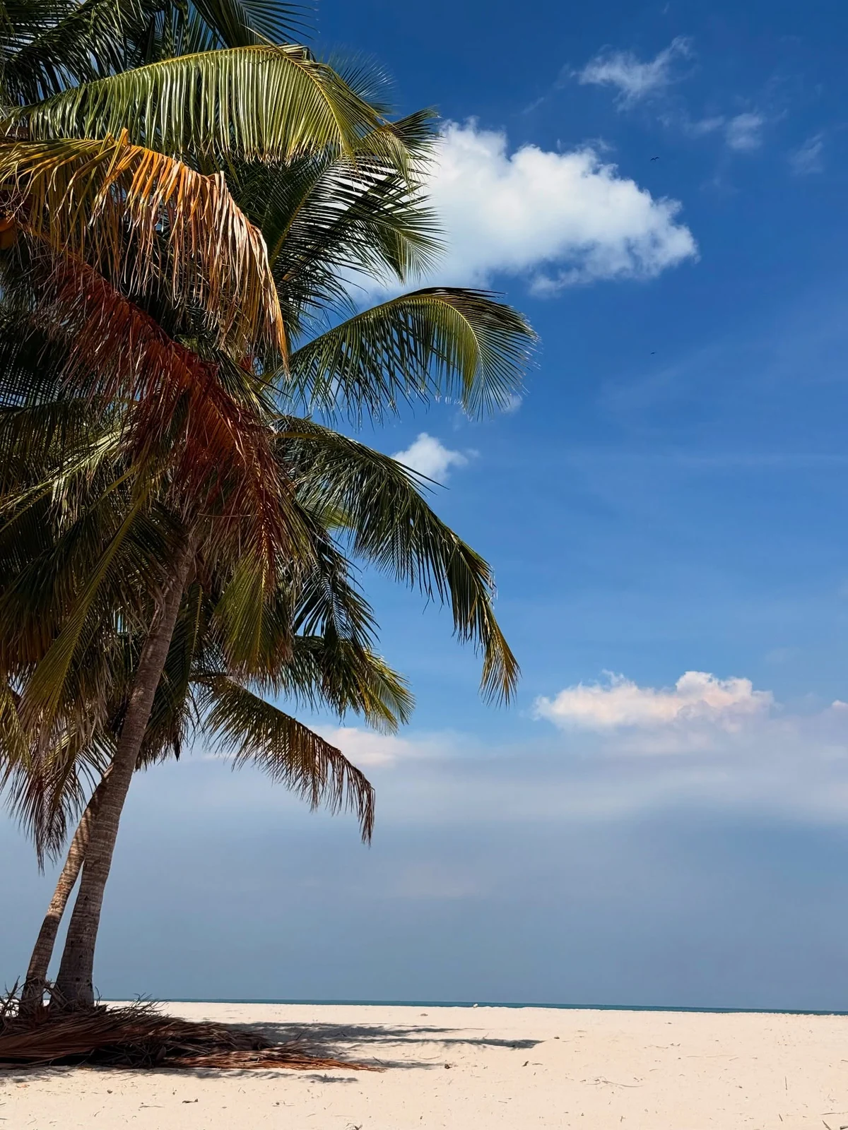 Palm trees and a sea view from my trip to the United States.